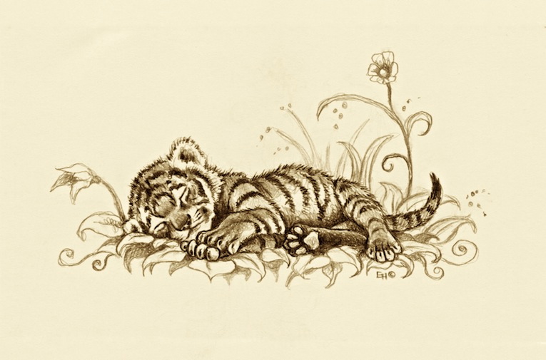 765x505 Image - Tiger Cub Sketch
