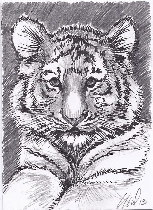512x705 Lunchtime Sketch...because Tiger Cub! Aceo 2.5 X 3.5 - Tiger Cub Sketch