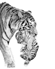 192x240 All Drawings Jessica Lebo Art - Tiger Cub Sketch
