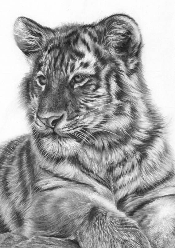 570x806 Tiger Art, Drawing Of A Tiger, Tiger Cub, Big Cat Art, Tiger Wall - Tiger Cub Sketch