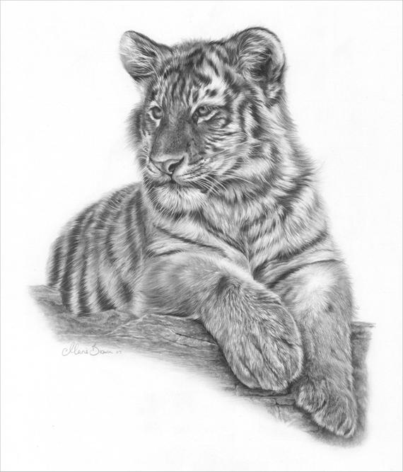 570x667 Tiger Art Drawing Of A Tiger Tiger Cub Big Cat Art Tiger Etsy - Tiger Cub Sketch