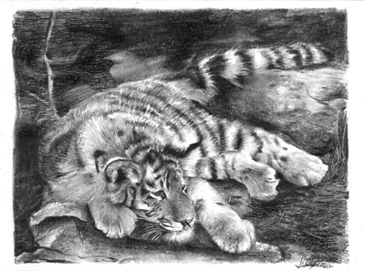 400x297 Tiger Cub - Tiger Cub Sketch