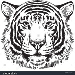 300x300 Tiger Cub Face Drawing Archives - Tiger Cub Sketch