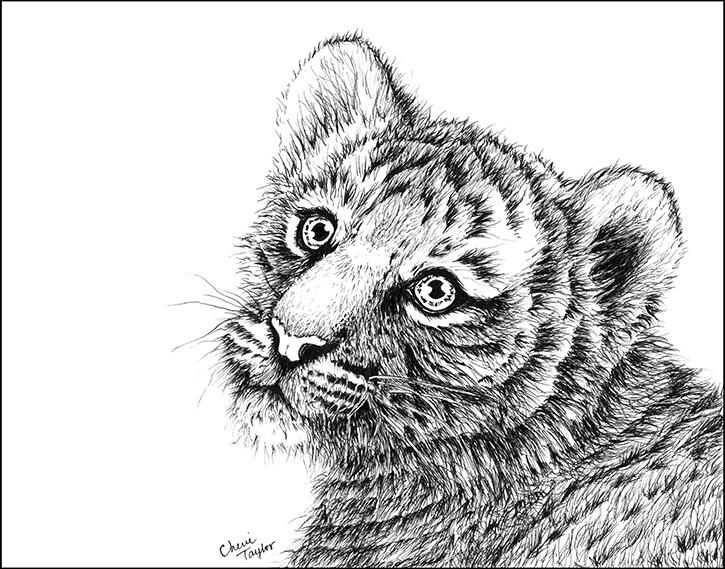 725x569 Tiger Cub Ink Drawing, 9x12, Micron Pen On Paper Drawing - Tiger Cub Sketch