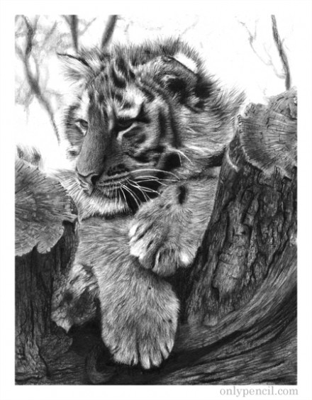 440x564 Tiger Cub Taking A Break Pencil Drawing - Tiger Cub Sketch