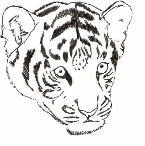 474x478 Baby Tiger Cubs Drawing. Tiger Cub 2 By Esthervanhulsen - Tiger Cub Sketch