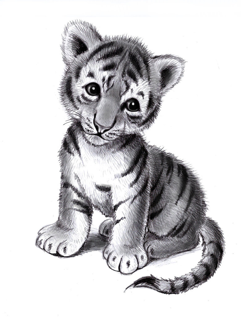 780x1025 Tiger Cub By Zdrer456 - Tiger Cub Sketch