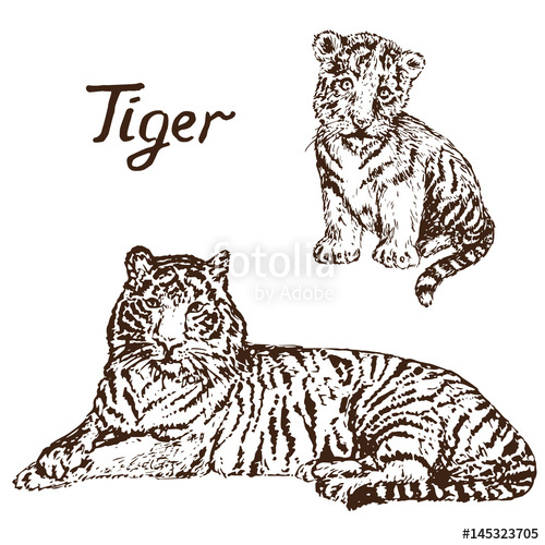 500x500 Tiger Lying And Tiger Cub, Hand Drawn Doodle, Sketch In Pop Art - Tiger Cub Sketch