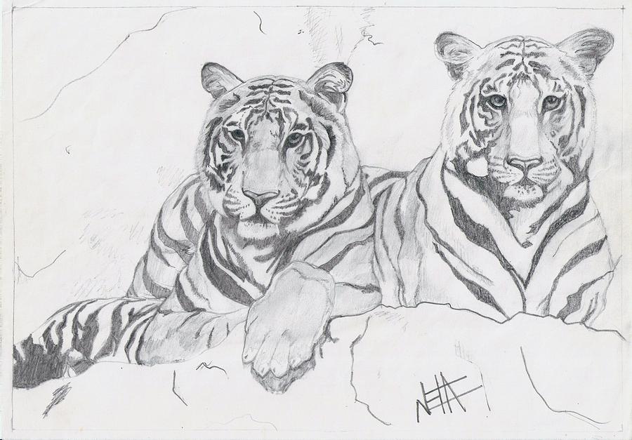 900x627 Two Tiger Cubs Drawing By Neha Jawale - Tiger Cub Sketch