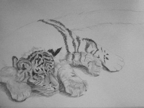 500x375 Wip - Tiger Cub Sketch