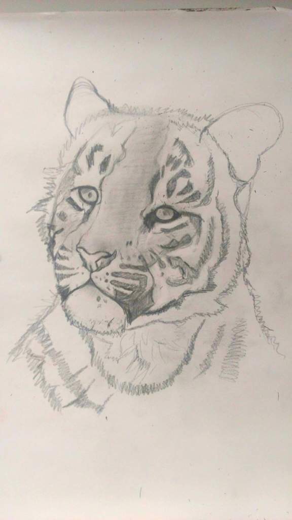576x1024 Wip Rough Sketch Of White Tiger Cub,acrylic Paint To Be Added - Tiger Cub Sketch