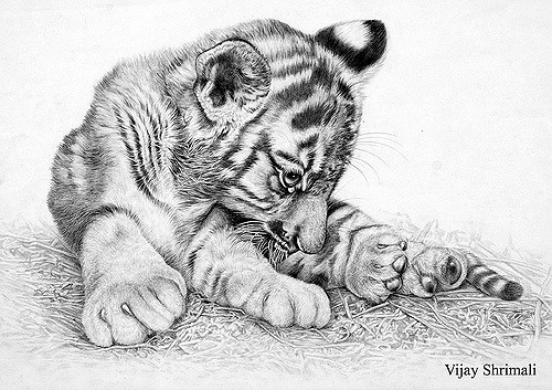500x353 Tiger Cub [C] Center For Environment Education Shrimali Vijay - Tiger Cub Sketch