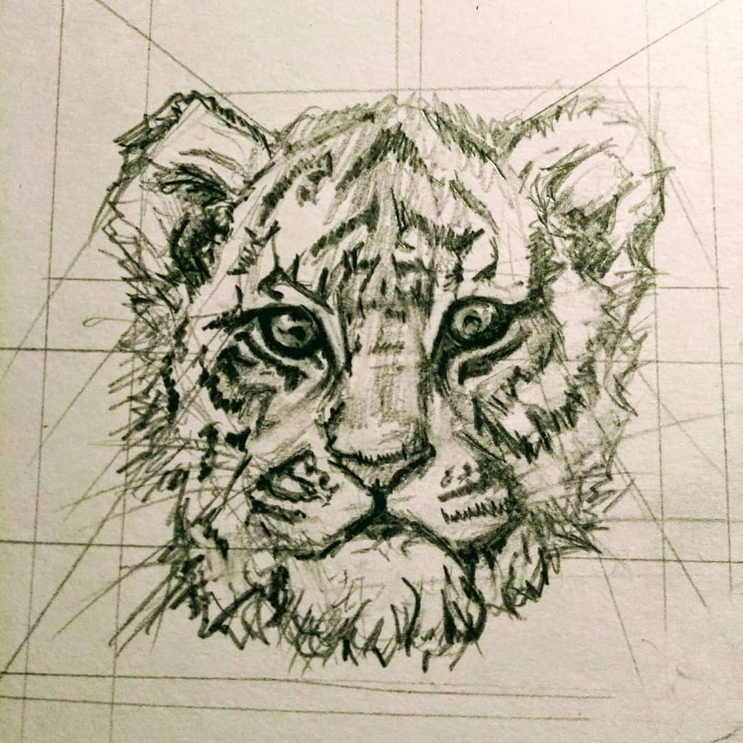 1080x1080 Tigercubdrawing - Tiger Cub Sketch