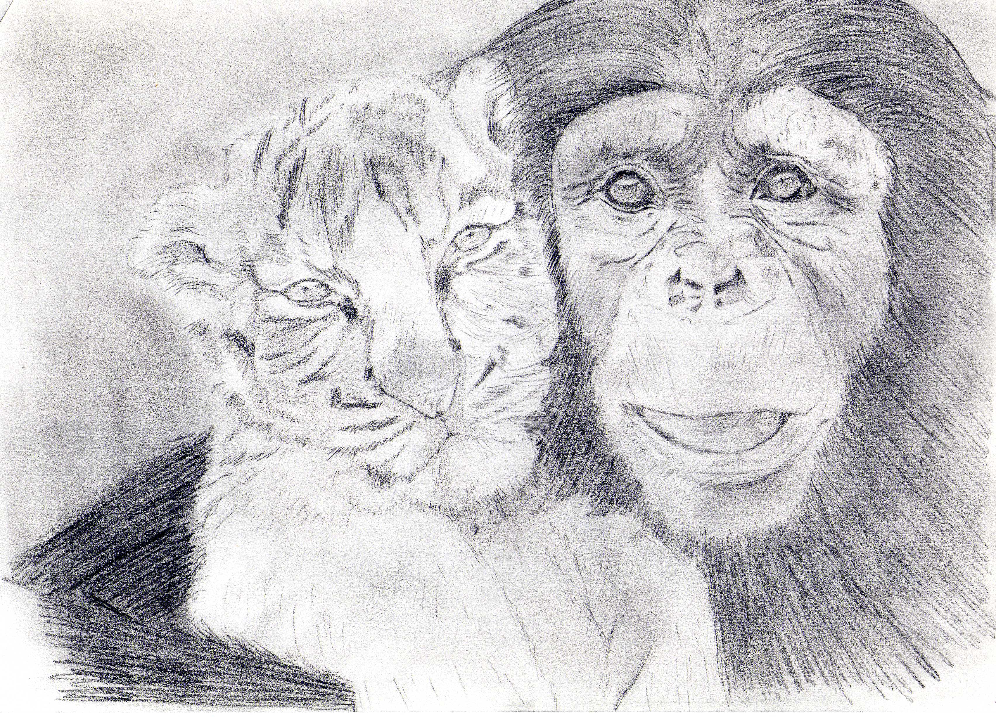 3408x2454 Cute Monkey With Tiger Cub Martin King Foundmyself - Tiger Cub Sketch