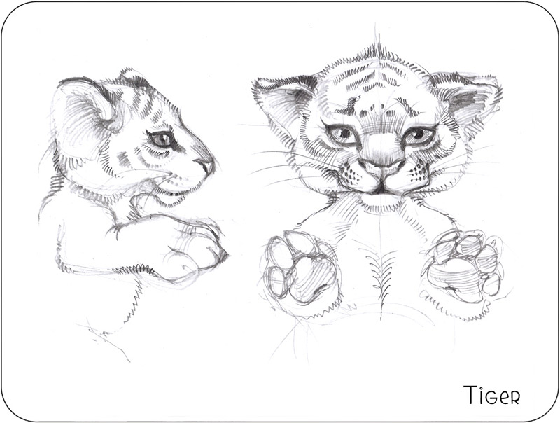 800x604 Cute Tiger Cub - Tiger Cub Sketch