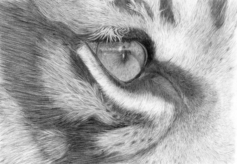 770x534 Saatchi Art My Study Of A Tigers Eye Drawing By Alexandra Riley - Tiger Eye Sketch