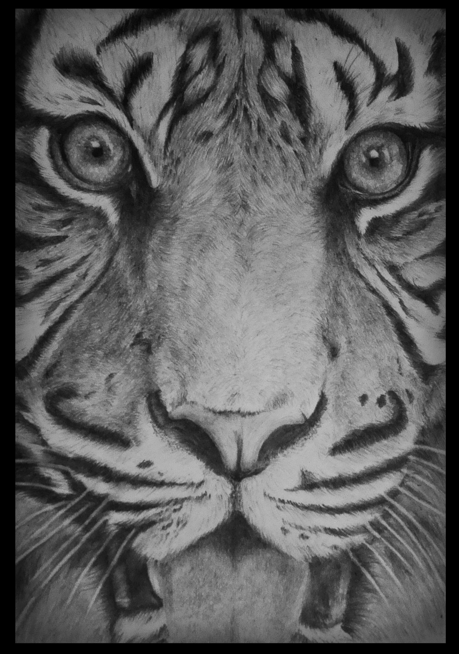 1920x2736 The Roar Gv Prashanth - Tiger Eye Sketch