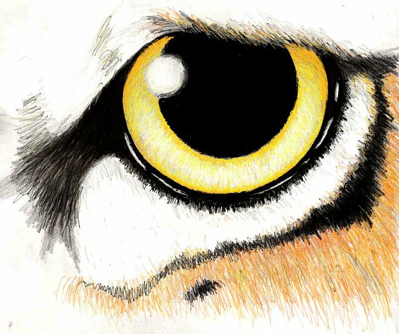 801x670 Tiger Eye - Tiger Eye Sketch