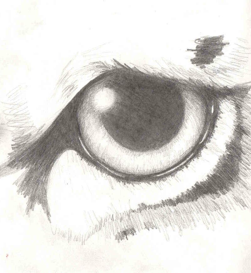 803x873 Tiger Eye - Tiger Eye Sketch