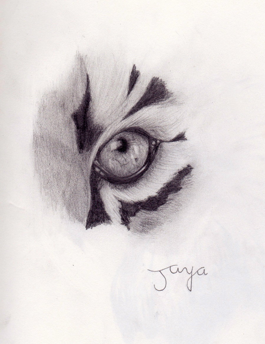 900x1167 Tiger Eye Drawing Black And White - Tiger Eye Sketch