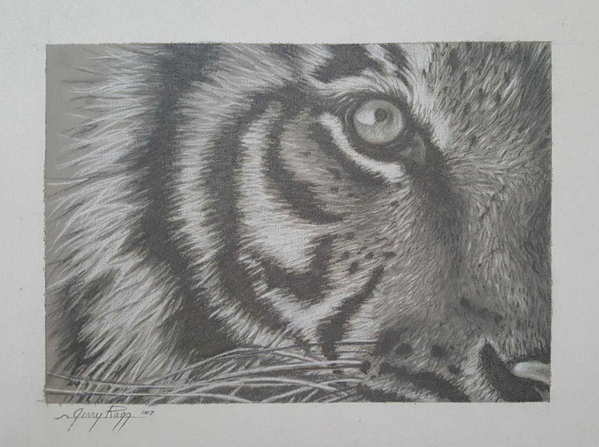 1200x896 Tiger Eye Study Artists For Conservation Members Gallery - Tiger Eye Sketch