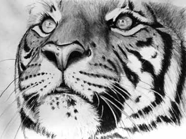 640x480 Tiger Eyes - Tiger Eye Sketch