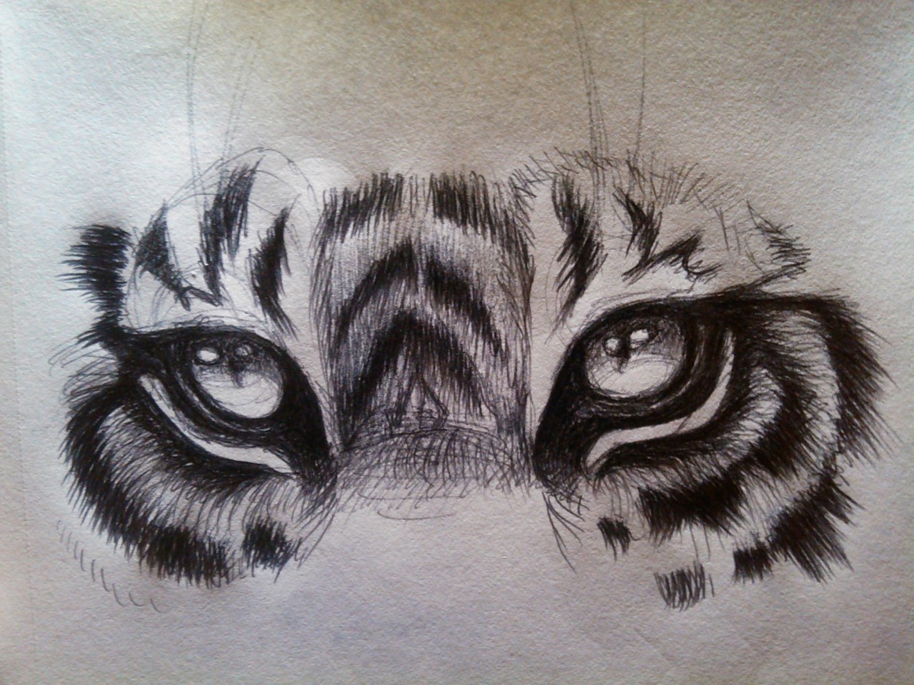 Tiger Eye Sketch at Explore collection of Tiger