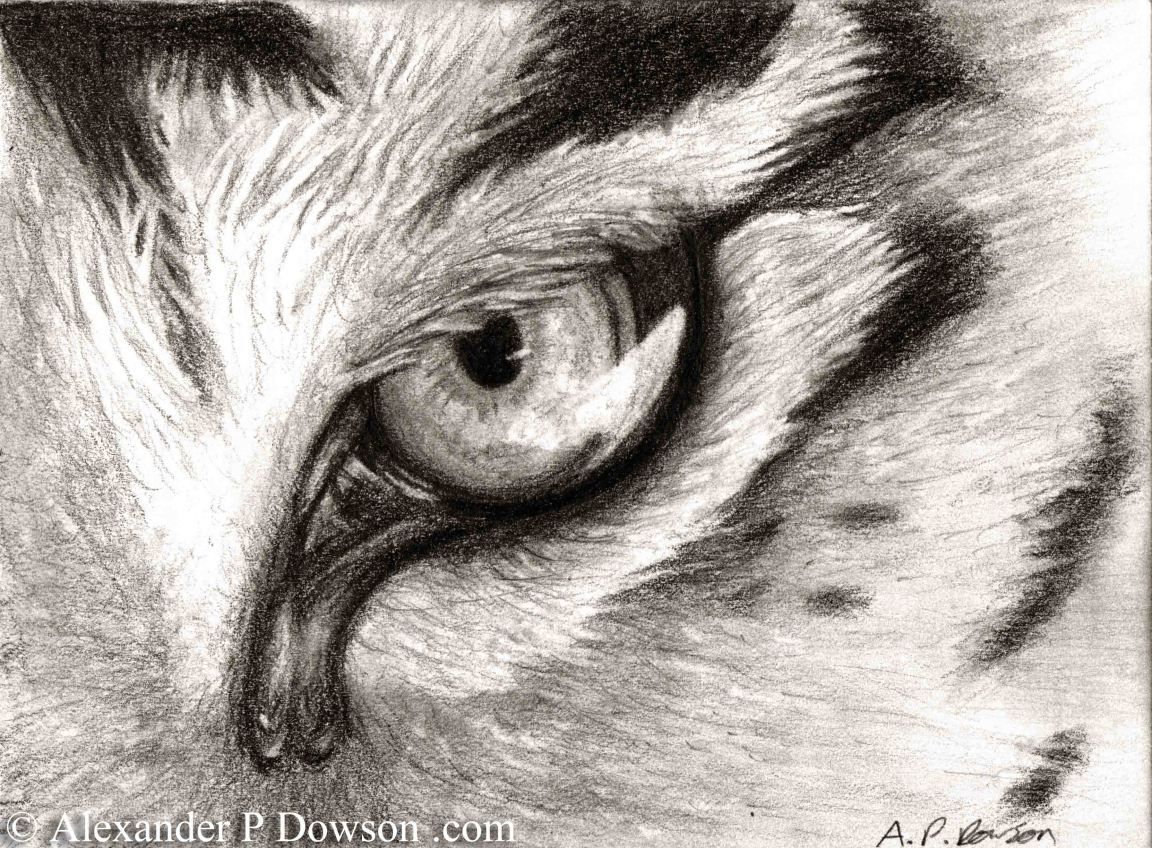 1152x848 Tiger Eye Sketch - Tiger Eye Sketch