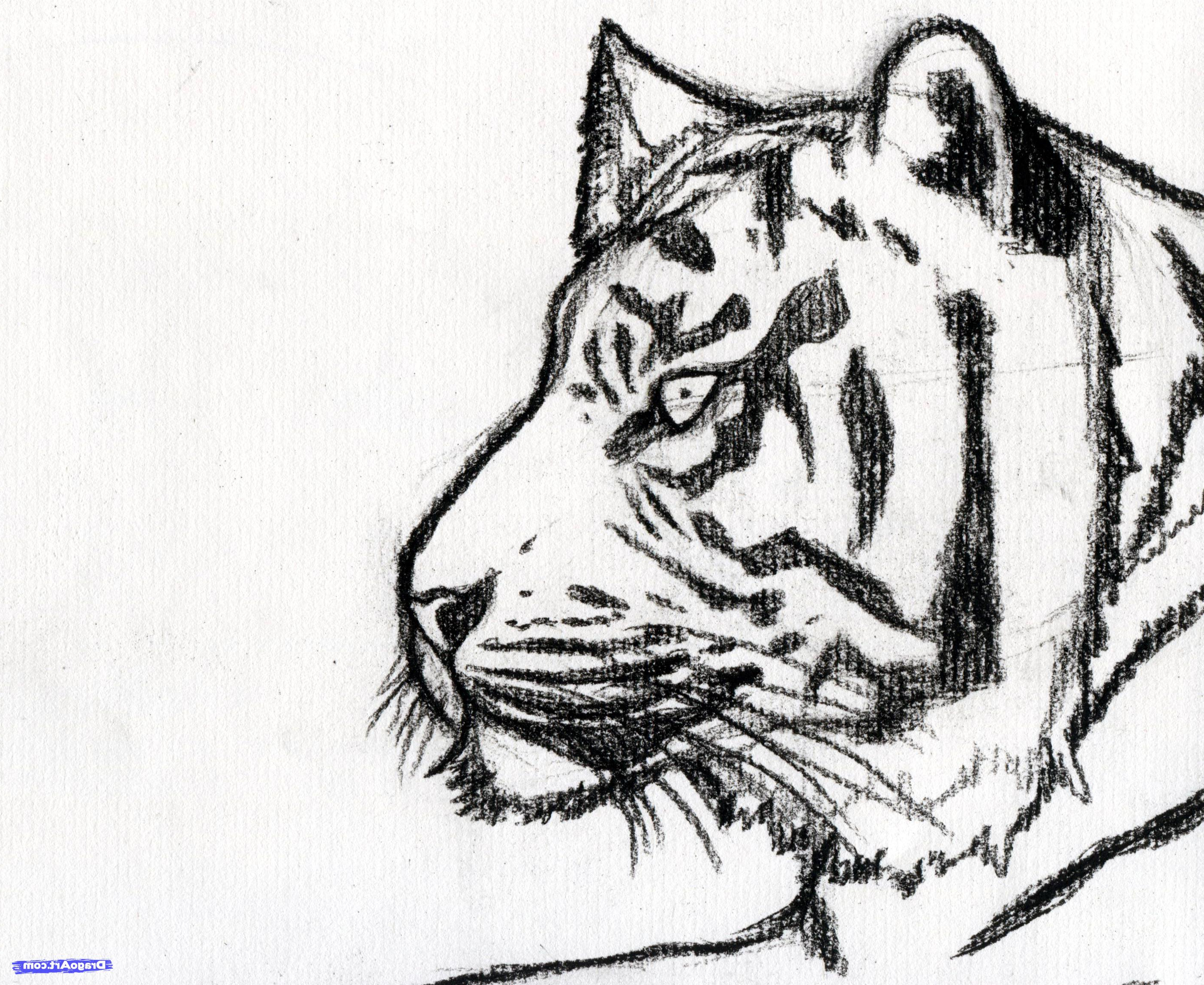 Tiger Pencil Drawing Easy