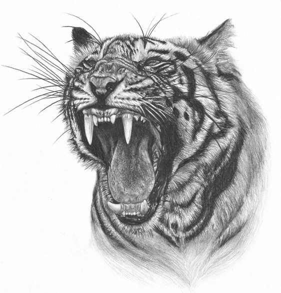 562x585 How To Draw Tiger Face Roaring Step By Step Easy For Beginners - Tiger Face Sketch