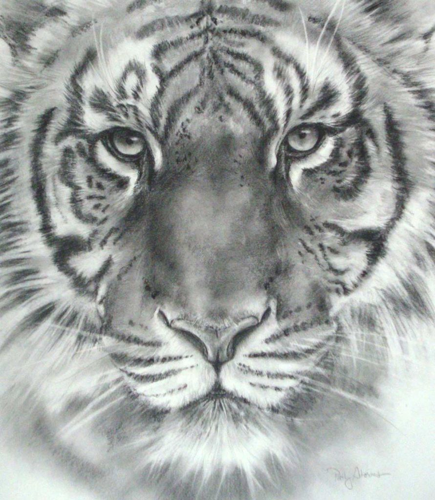 Tiger Face Sketch at PaintingValley.com | Explore collection of Tiger ...