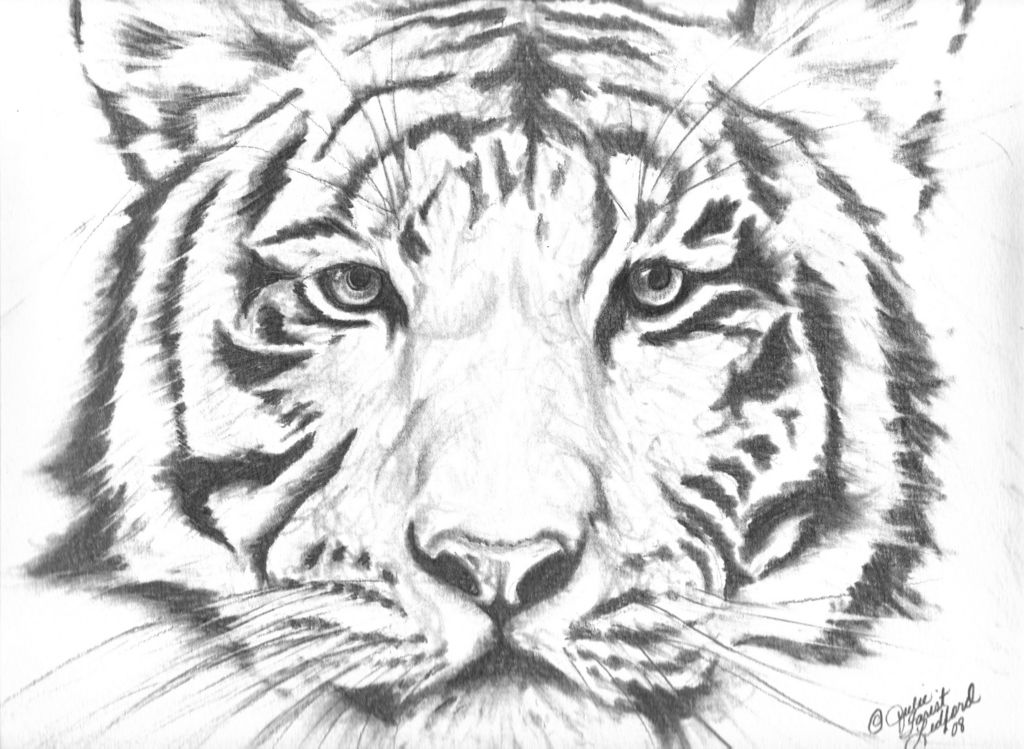 1024x749 Tiger Face Drawing Drawing Skill - Tiger Face Sketch