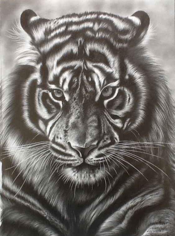 562x757 Tiger Face Pencil Drawing 2016 Drawings Draw - Tiger Face Sketch
