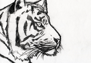 300x210 Drawing A Tiger Face Step By Step Tigers Face Drawing Drawing - Tiger Face Sketch