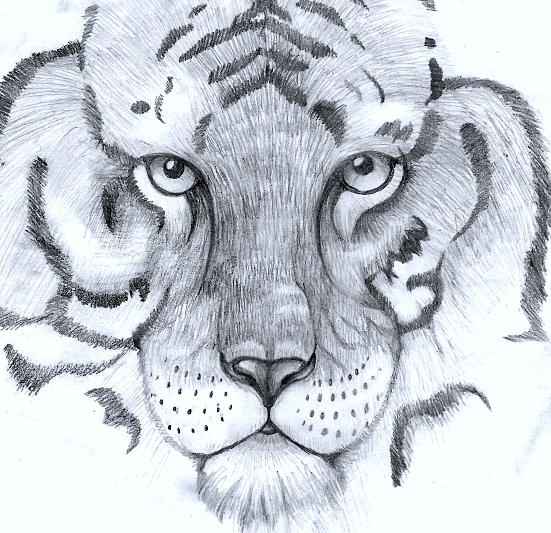 Tiger Face Sketch at PaintingValley.com | Explore collection of Tiger ...