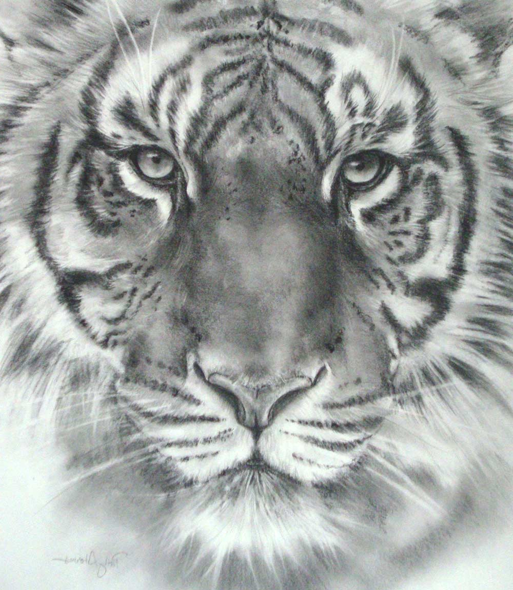 Tiger Face Pencil Drawing