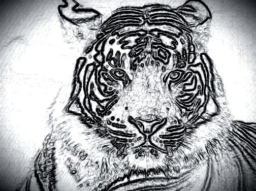 504x376 Tiger Face Sketch 54artistry - Tiger Face Sketch