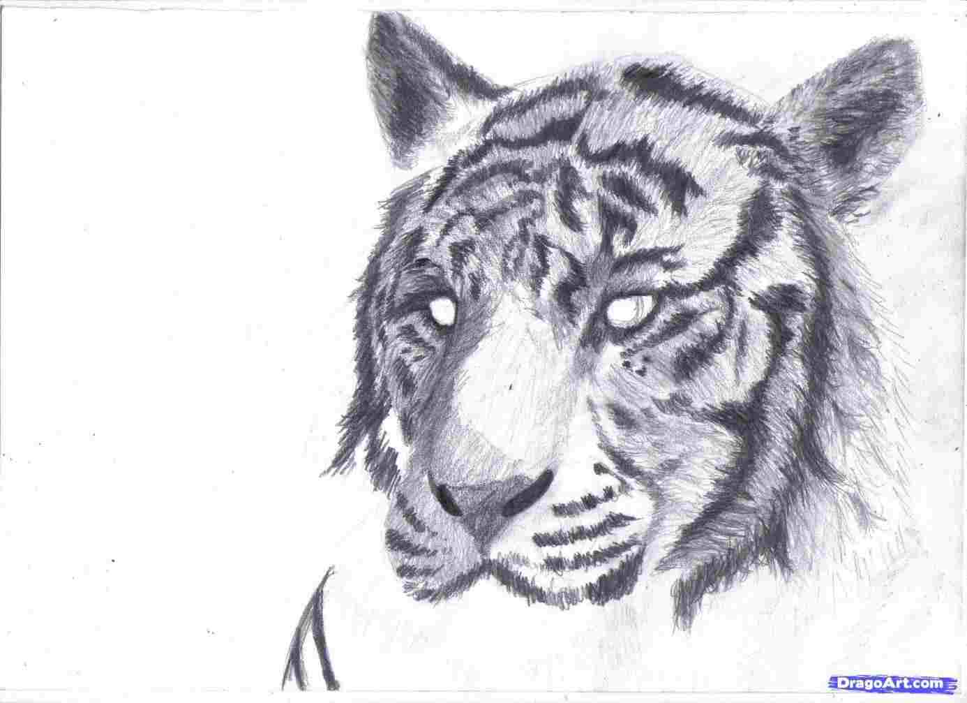1386x1007 They Drew Sketch Easy Drawing Tiger Face Art I Likes - Tiger Face Sketch
