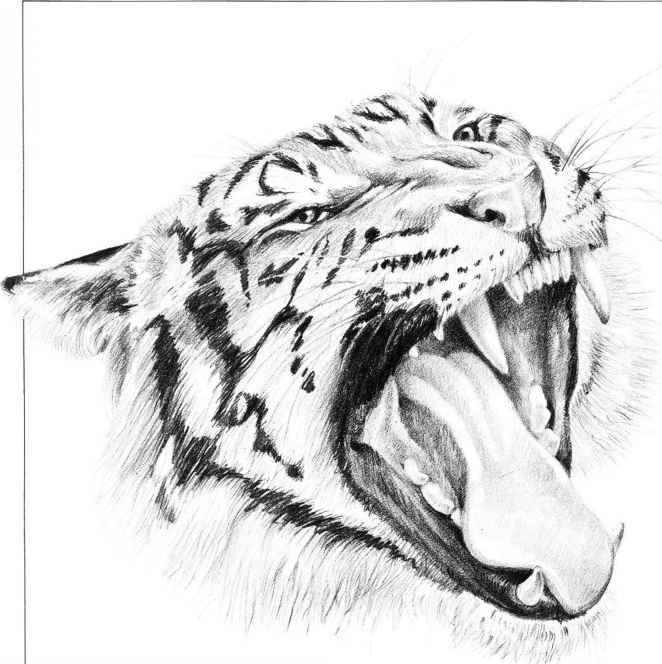 662x664 Drawing Dogs - Tiger Face Sketch