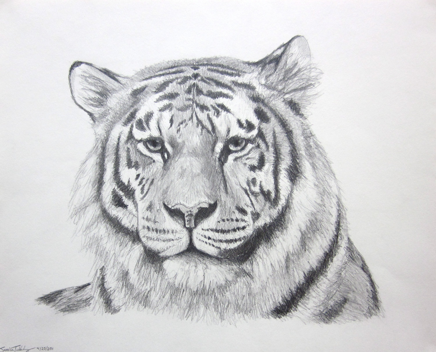 Tiger Sketch Images ~ Tiger Sketch By Dragonprincezz On Deviantart ...