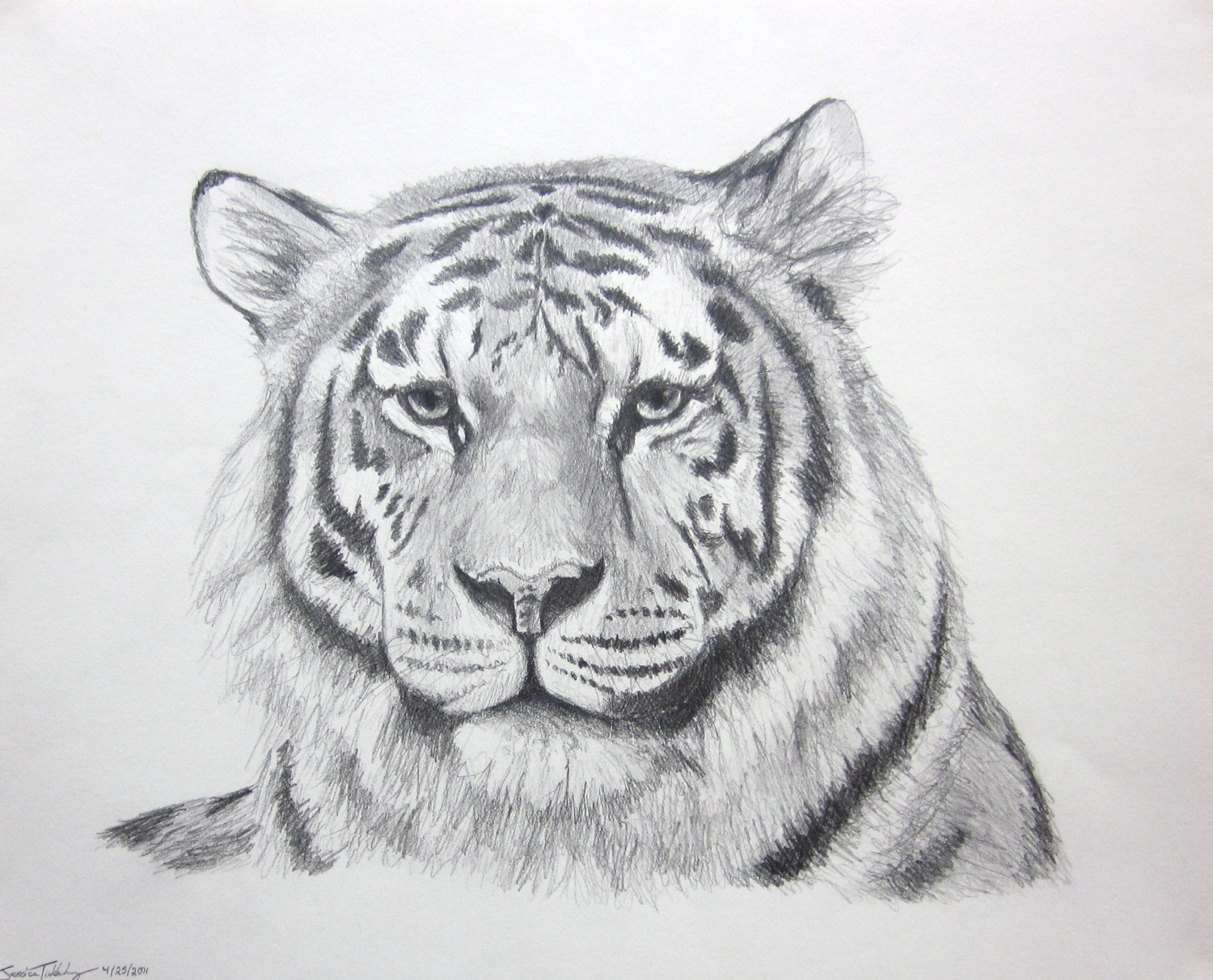 Tiger Face Sketch At PaintingValley Explore Collection Of Tiger 
