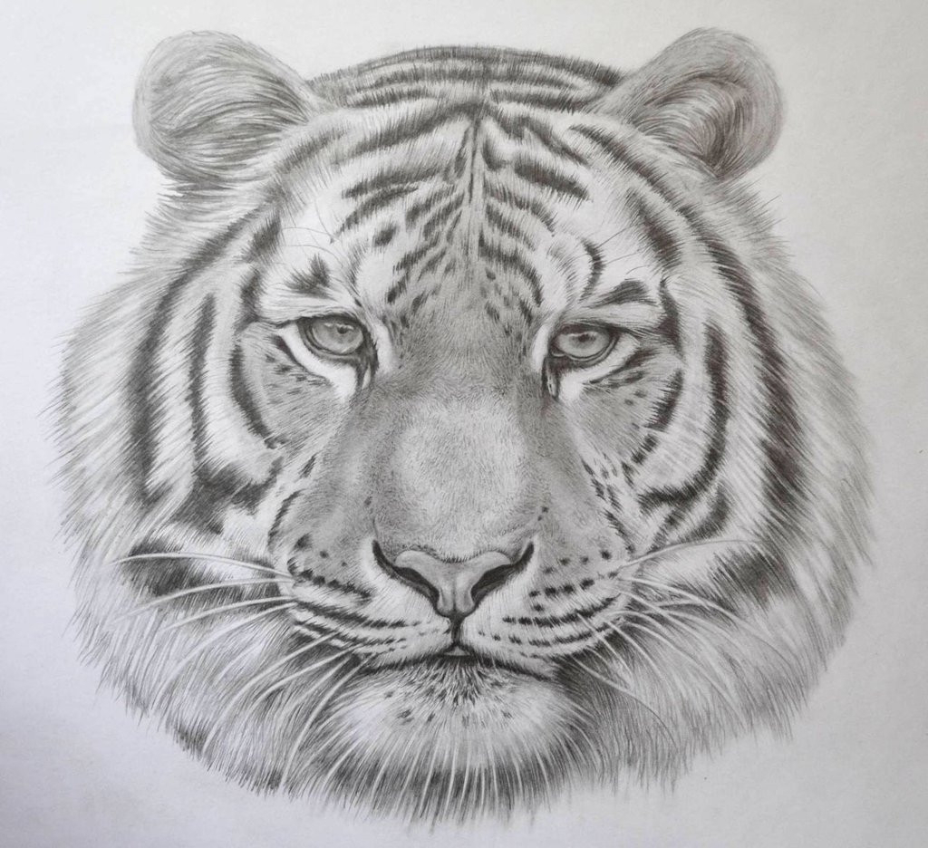 Амурский тигр для срисовки 36 фото