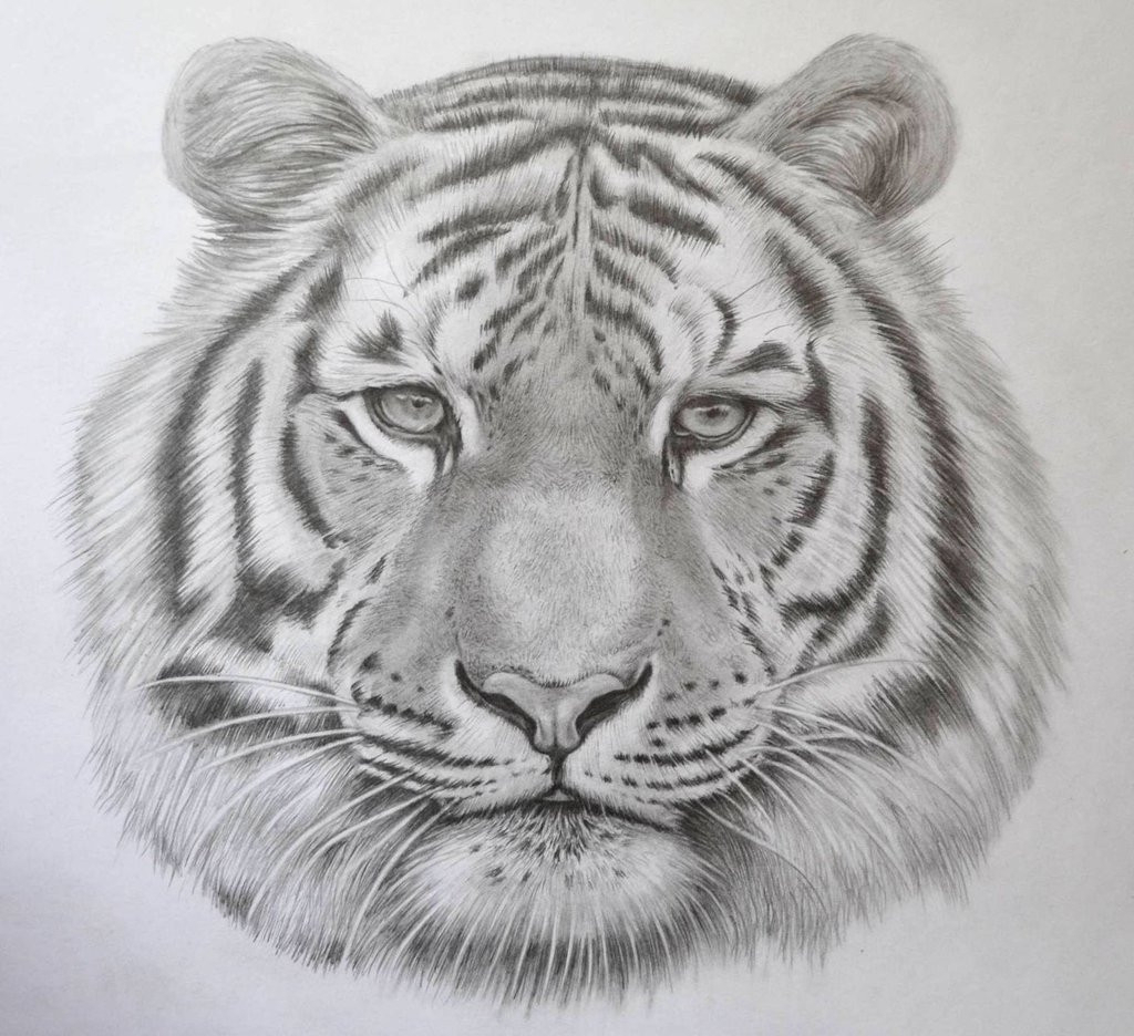 Tiger Face Sketch at Explore collection of Tiger