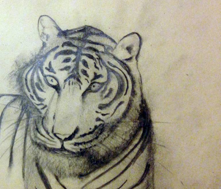 770x660 Indochinese Tiger (Head), Limited Edition 1 Of 50 Drawing By - Tiger Head Sketch