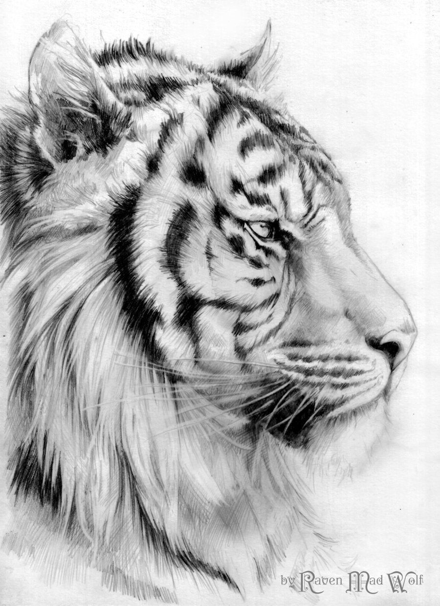 900x1241 Perfection! - Tiger Head Sketch