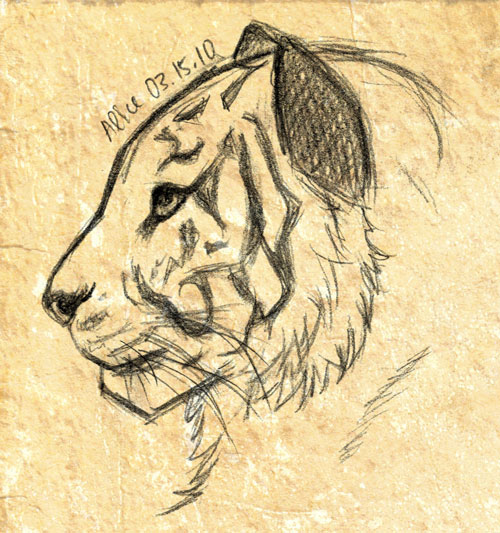 500x533 Sketch - Tiger Head Sketch