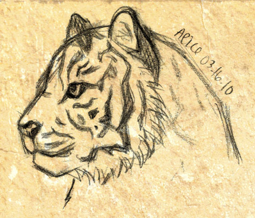 500x426 Sketch - Tiger Head Sketch