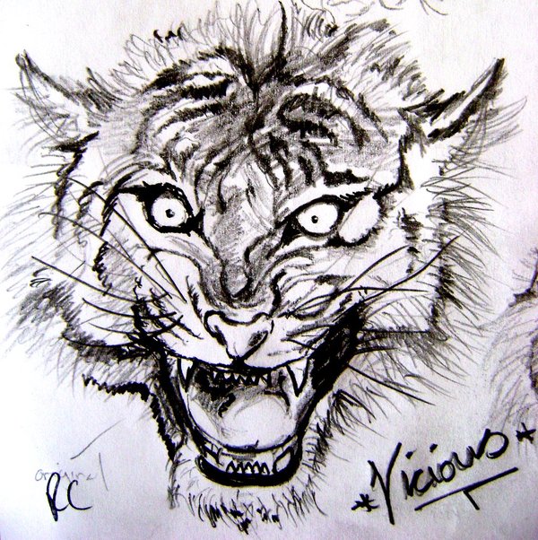 600x602 Tiger Head Sketch By Cantrellflash - Tiger Head Sketch