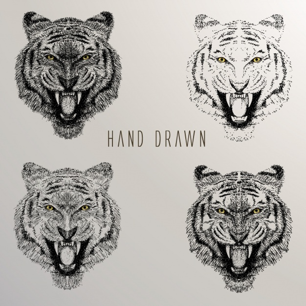 626x626 Tiger Head Vectors, Photos And Psd Files Free Download - Tiger Head Sketch