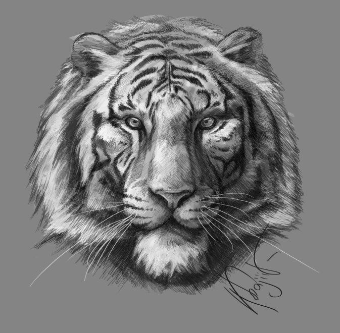 673x660 Tiger Head (Sketch Of The Game Slots) By Khajiitsawyer On - Tiger Head Sketch
